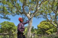 RYOBI EZ REACH™ 18V ONE+™ 20cm teleskopická prerezávacia píla RY18PP20A-0